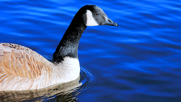 Canadian Goose Swimming on Dark Blue Water